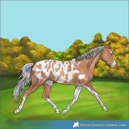 Horse Color:Silver Amber Champagne Splash Tobiano Appaloosa 
