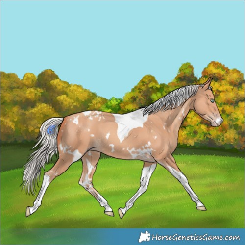 Horse Color:White Spotted Silver Sable Champagne Tobiano 