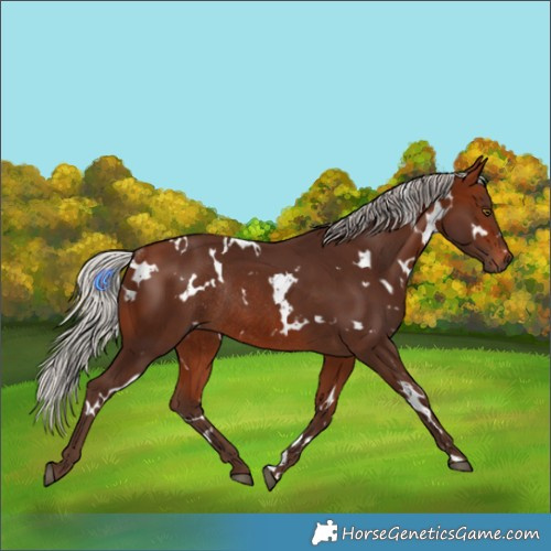 Horse Color:White Spotted Silver Bay Rabicano