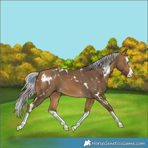 Horse Color:White Spotted Silver Buckskin Splash 