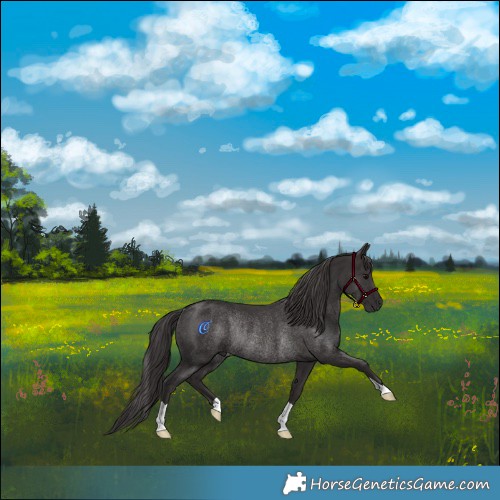 Horse Color:Smoky Black Rabicano