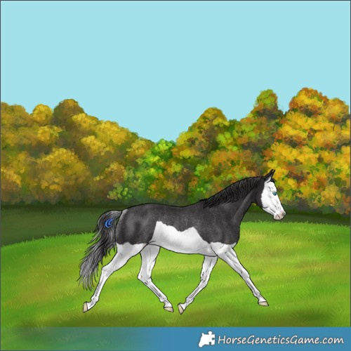 Horse Color:Smoky Black Splash Rabicano 
