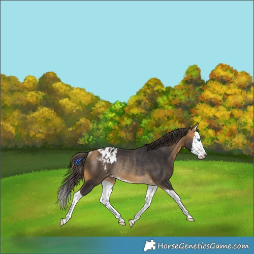 Horse Color:Buckskin Splash Appaloosa Rabicano 