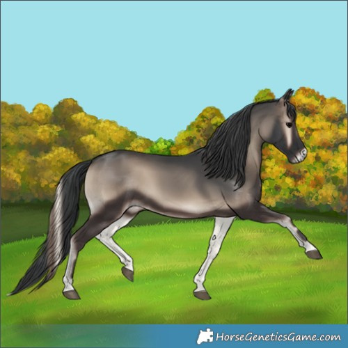 Horse Color:Blue Onyx