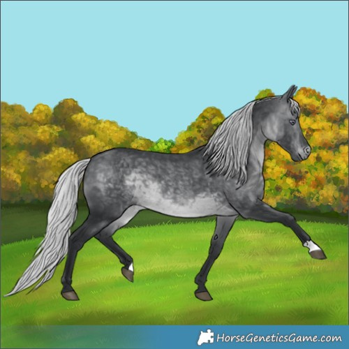 Horse Color:Silver Brown Chinchilla 