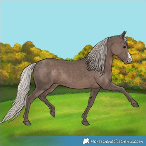Horse Color:Silver Black Sabino