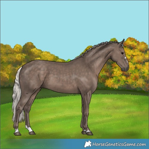Horse Color:Silver Black