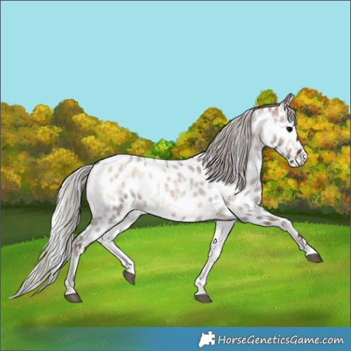 Horse Color:Silver Brown Roan Onyx Appaloosa 