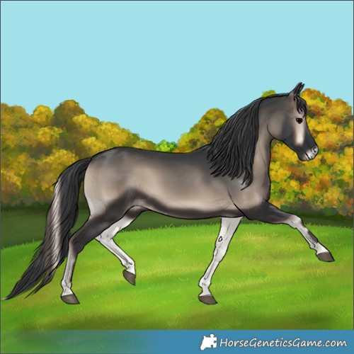 Horse Color:Blue Onyx 