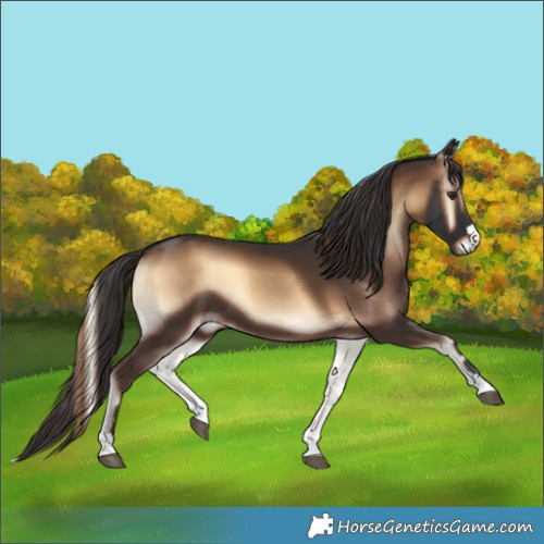 Horse Color:Liver Red Onyx