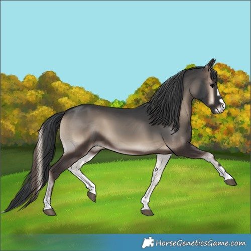 Horse Color:Blue Onyx