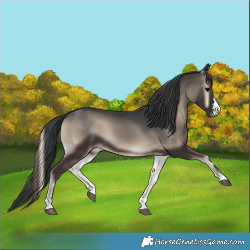 Horse Color:Blue Onyx 