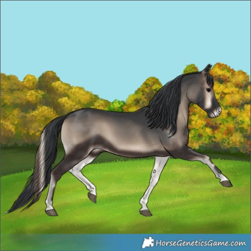 Horse Color:Blue Onyx