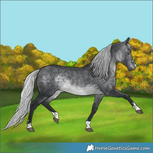 Horse Color:Silver Brown Chinchilla