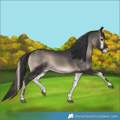 Horse Color:Blue Onyx