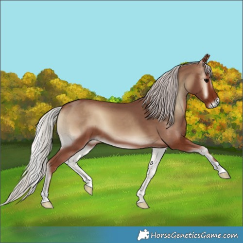 Horse Color:Silver Blue Onyx
