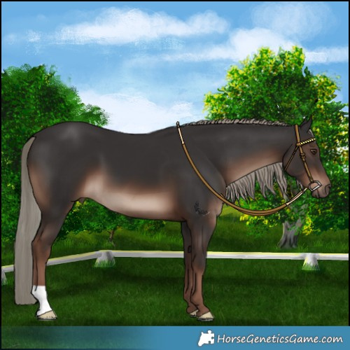 Horse Color:Liver Chestnut Mushroom