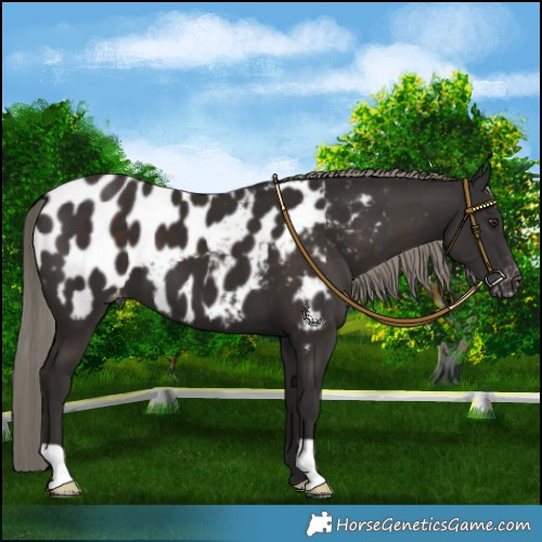Horse Color:Liver Chestnut Mushroom Blanket 