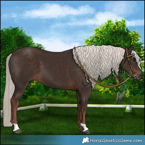 Horse Color:Liver Chestnut Mushroom 