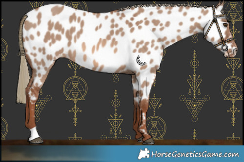 Horse Color:Red Dun Mushroom Near Leopard