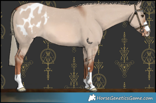 Horse Color:Red Dun Mushroom Varnish