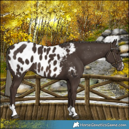 Horse Color:Liver Chestnut Mushroom Blanket