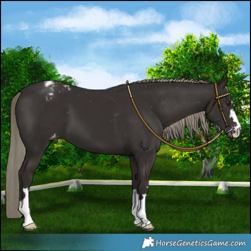 Horse Color:Liver Chestnut Mushroom Varnish
