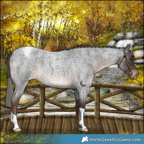 Horse Color:Liver Red Roan Mushroom Varnish