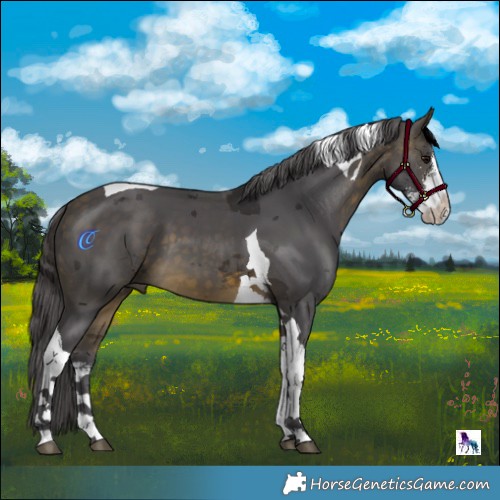 Horse Color:Buckskin Merle Sabino Tobiano