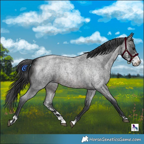 Horse Color:Brown Roan Merle Sabino
