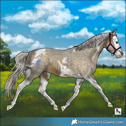 Horse Color:Silver Buckskin Splash Tobiano 