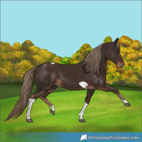 Horse Color:Liver Chestnut Tobiano