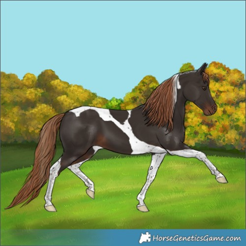 Horse Color:Liver Chestnut Tobiano