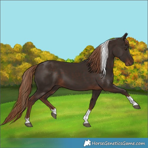 Horse Color:Liver Chestnut Tobiano