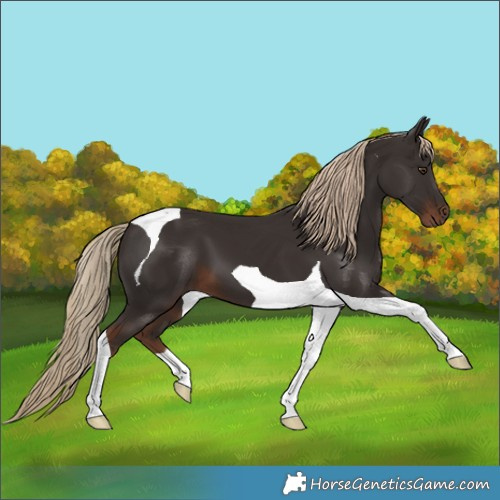 Horse Color:Liver Chestnut Tobiano 