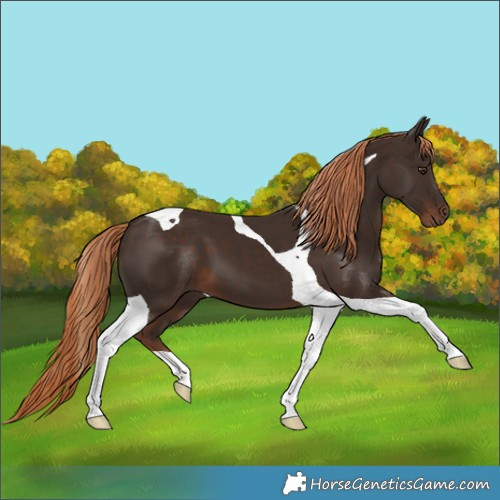 Horse Color:Liver Chestnut Tobiano 