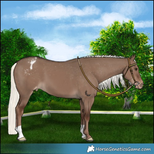 Horse Color:Liver Red Dun Mushroom Varnish 