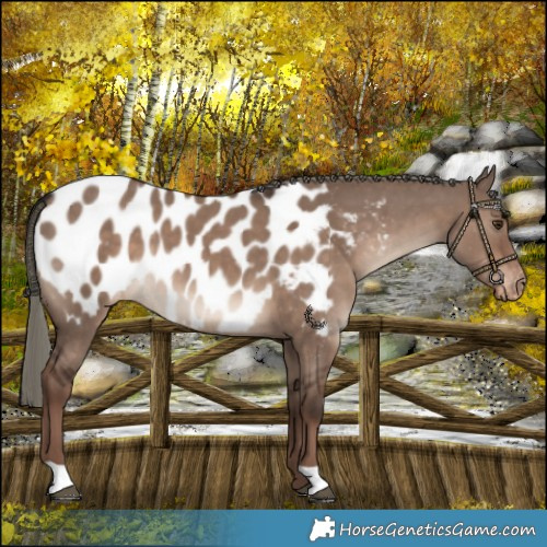 Horse Color:Liver Red Dun Mushroom Blanket 
