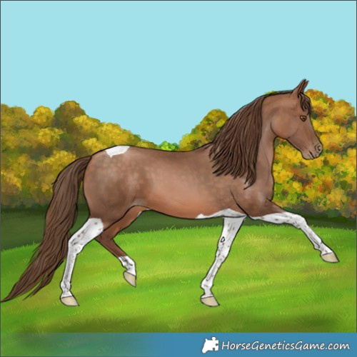 Horse Color:Brown Pearl Tobiano 