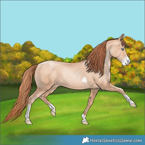 Horse Color:Sable Champagne Pearl Sabino Tobiano 