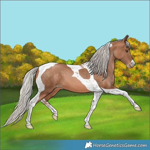 Horse Color:Silver Brown Pearl Tobiano 