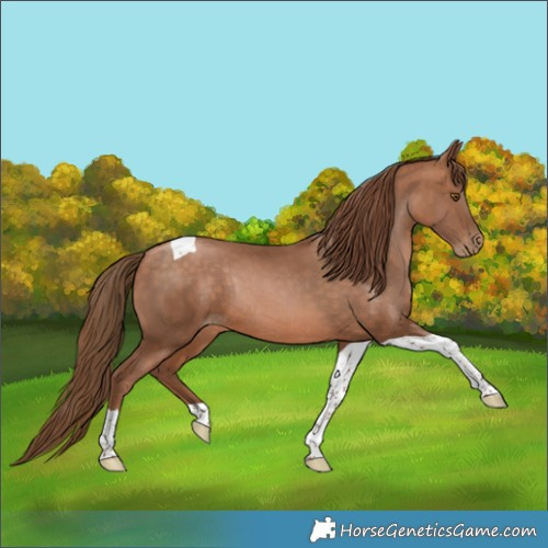 Horse Color:Brown Pearl Tobiano Rabicano 