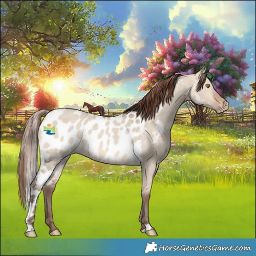Horse Color:Amber Champagne Dun Skewed Appaloosa