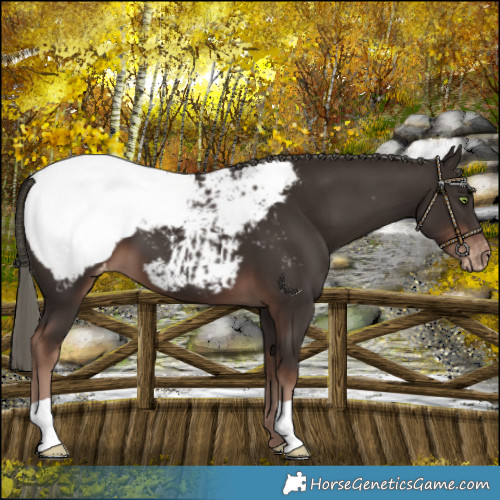 Horse Color:Liver Chestnut Mushroom Snowcap 