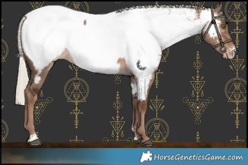 Horse Color:Liver Red Dun Mushroom Sabino Near Fewspot Rabicano 