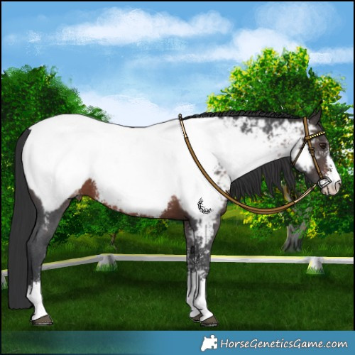 Horse Color:Brown Mushroom Sabino Near Fewspot