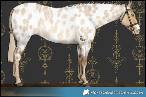 Horse Color:Chocolate Palomino Roan Dun Mushroom Sabino Near Leopard 