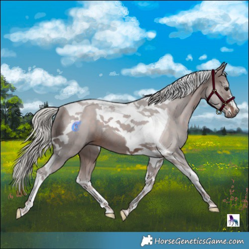 Horse Color:Silver Brown Tobiano 
