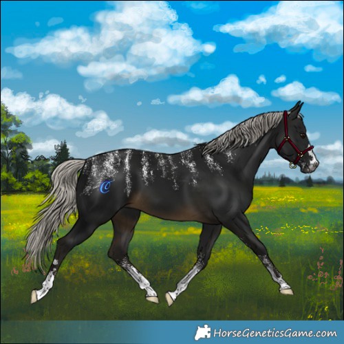 Horse Color:Powder White Gray Silver Buckskin 
