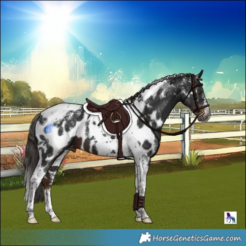 Horse Color:Powder White Gray Liver Chestnut Tobiano Appaloosa 